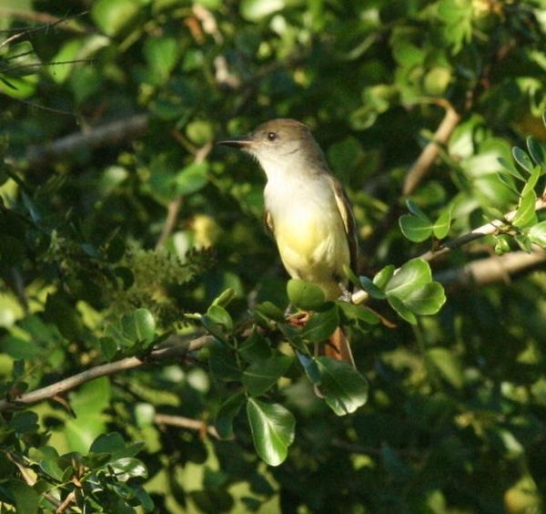 Brown-crested Flycatcher Brown-crested Flycatcher