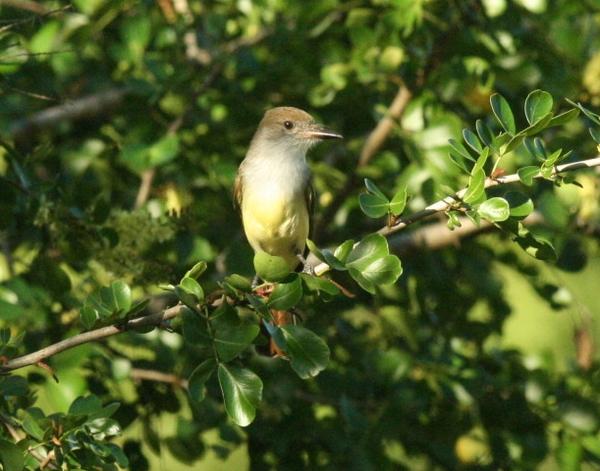 Brown-crested Flycatcher Brown-crested Flycatcher