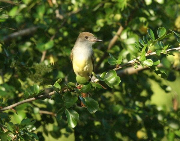 Brown-crested Flycatcher