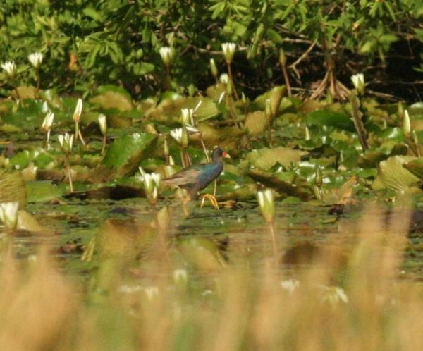 Purple Gallinule Purple Gallinule