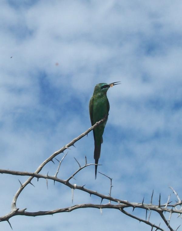 Carmine Bee-eater