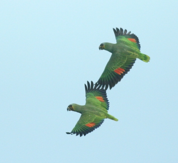 Orange-winged Amazon