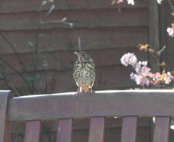 Song Thrush Song Thrush