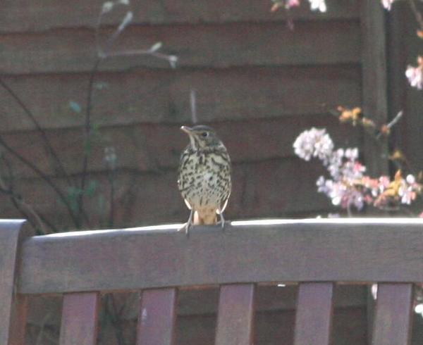 Song Thrush