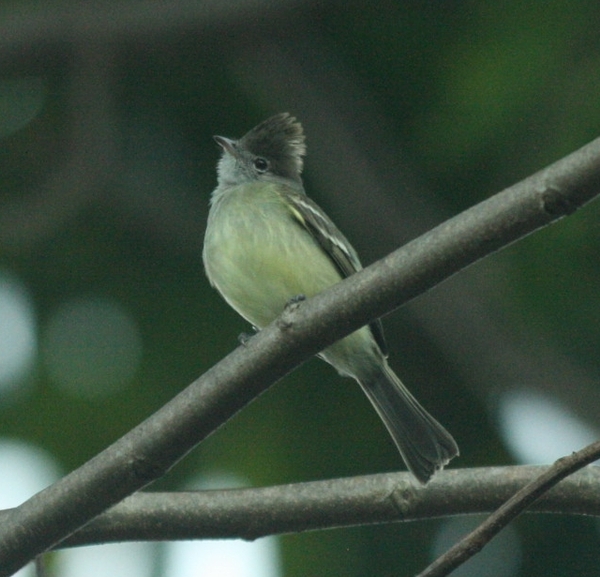 Yellow-bellied Elaenia