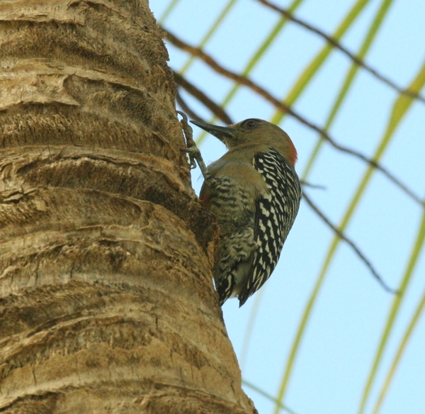 Red-crowned Woodpecker