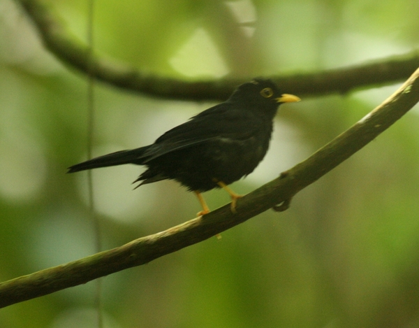 Yellow-legged Thrush