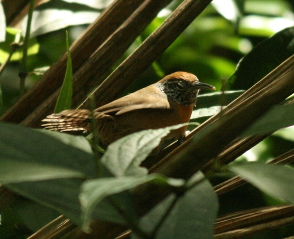 Rufous-breasted Wren