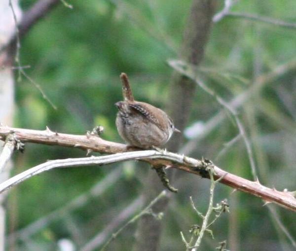 Winter Wren Winter Wren