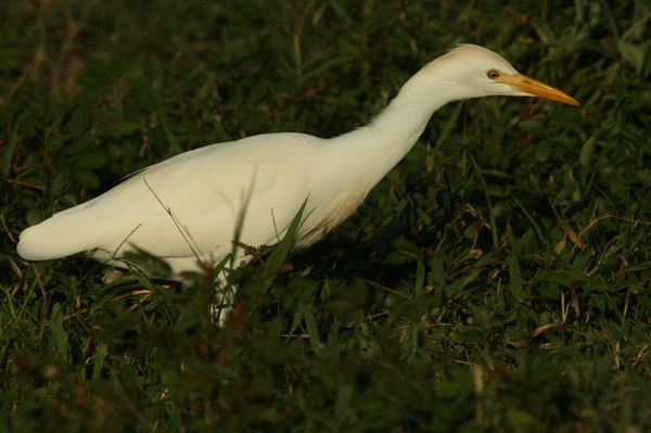 Cattle Egret