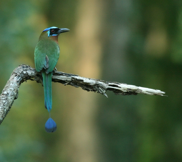 Blue-crowned Motmot