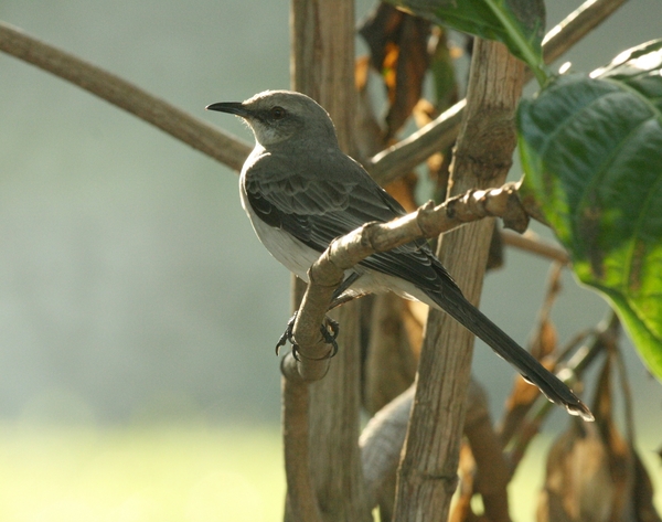 Tropical Mockingbird Tropical Mockingbird