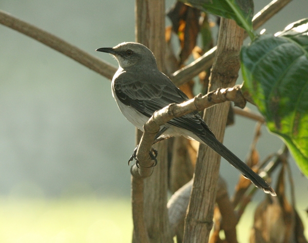 Tropical Mockingbird