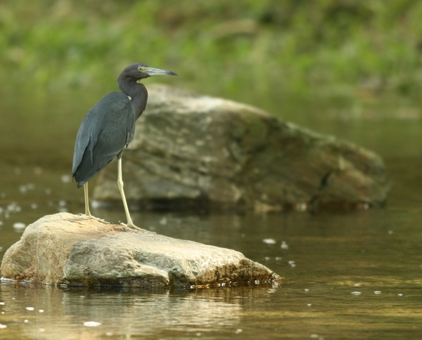 Little Blue Heron Little Blue Heron