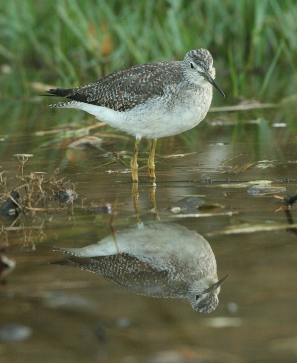 Greater Yellowlegs