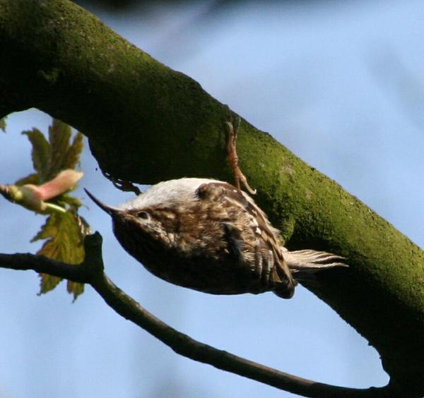Eurasian Treecreeper Eurasian Treecreeper