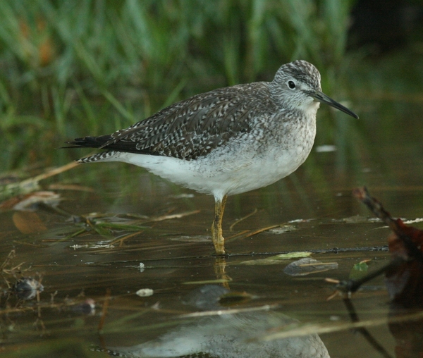 Greater Yellowlegs Greater Yellowlegs