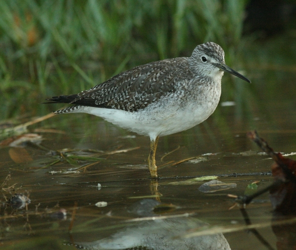 Greater Yellowlegs