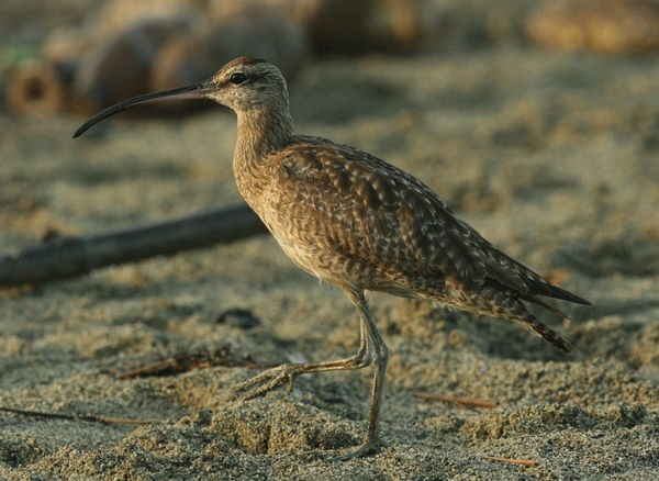 Whimbrel