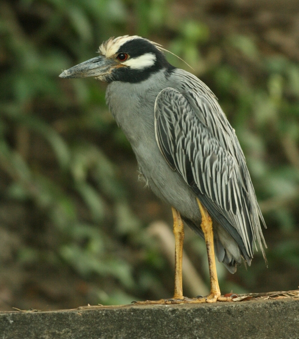 Yellow-crowned Night Heron Yellow-crowned Night Heron
