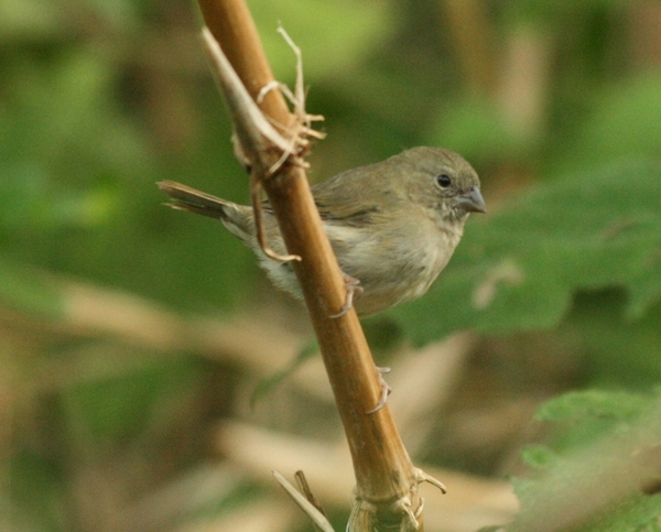 Blue Black Grassquit Blue Black Grassquit