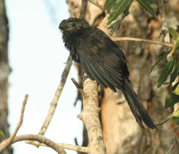 Smooth-billed Ani