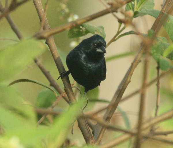 Blue Black Grassquit Blue Black Grassquit