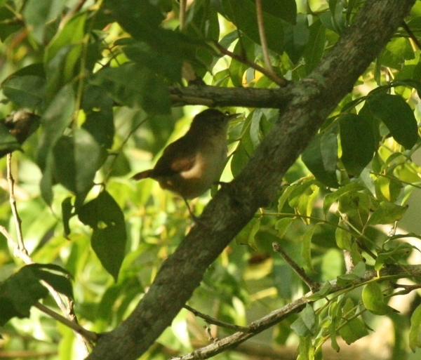 Southern House Wren