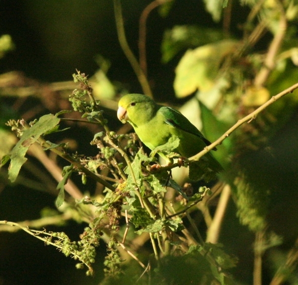 Green-rumped Parrotlet