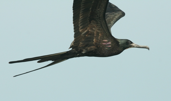 Magnificent Frigatebird