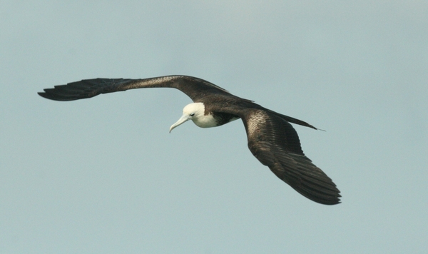 Magnificent Frigatebird Magnificent Frigatebird