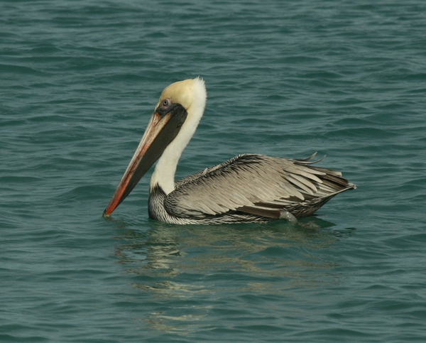Brown Pelican Brown Pelican