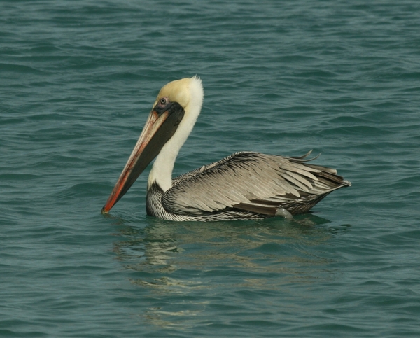 Brown Pelican