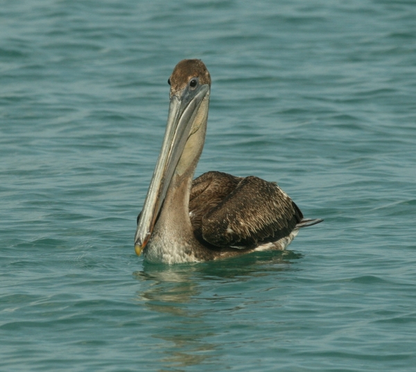 Brown Pelican