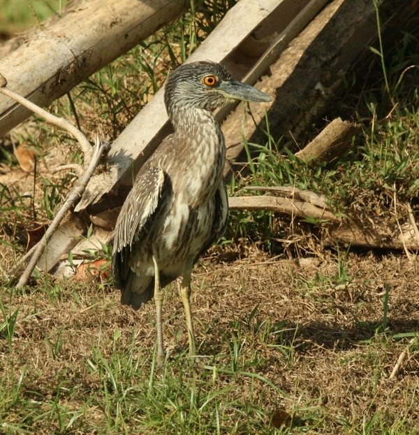 Little Blue Heron