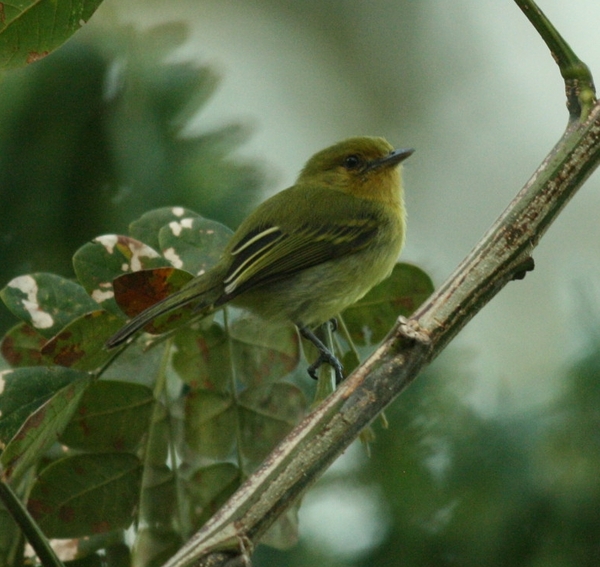 Yellow-breasted Flycatcher Yellow-breasted Flycatcher