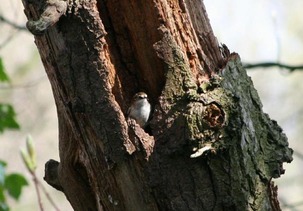 Eurasian Treecreeper Eurasian Treecreeper