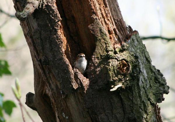 Eurasian Treecreeper