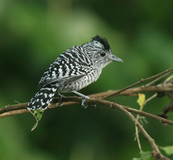 Barred Antshrike Barred Antshrike