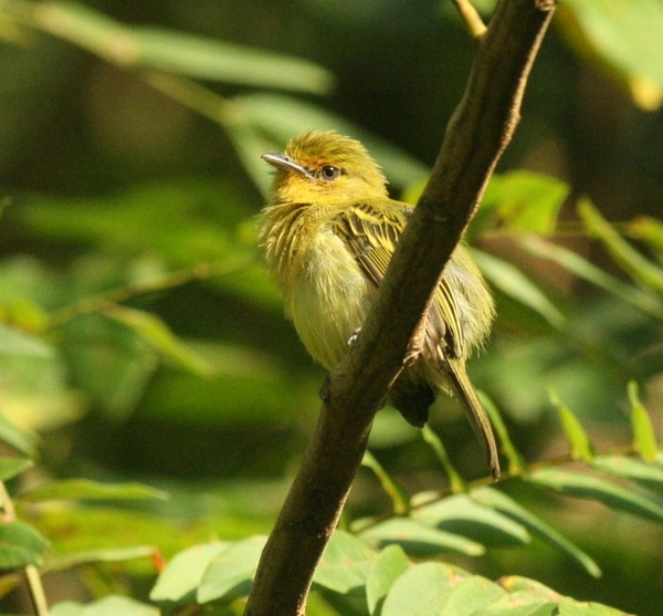Yellow-breasted Flycatcher Yellow-breasted Flycatcher