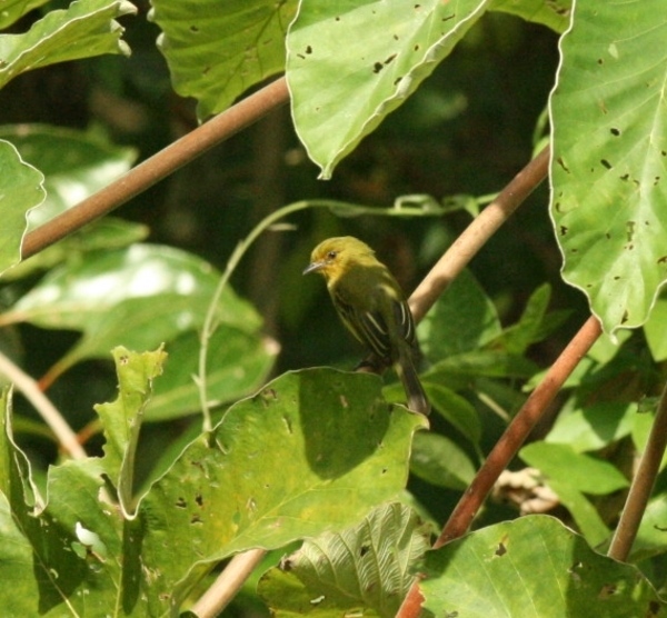 Yellow-breasted Flycatcher Yellow-breasted Flycatcher