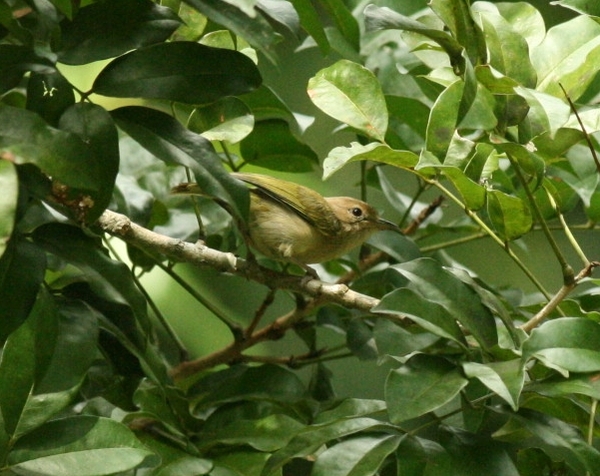 Scrub Greenlet Scrub Greenlet