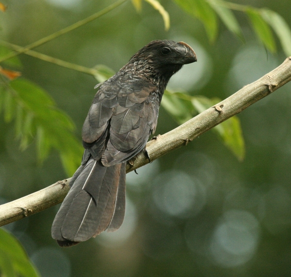 Smooth-billed Ani