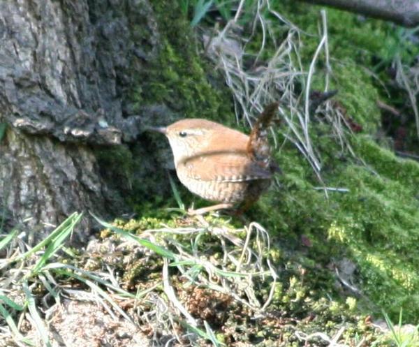 Winter Wren Winter Wren