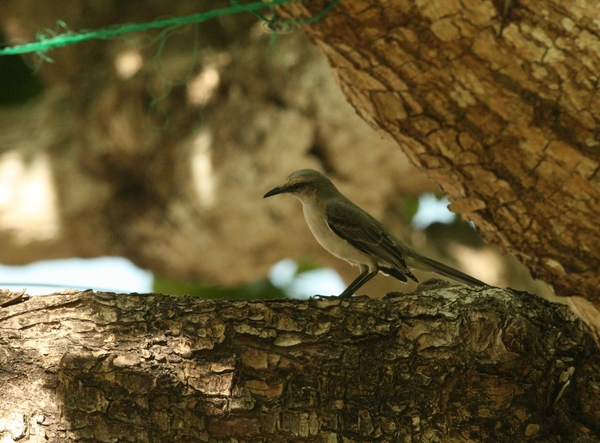 Tropical Mockingbird Tropical Mockingbird