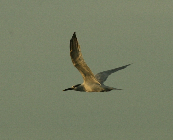Sandwich Tern Sandwich Tern