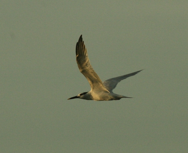 Sandwich Tern