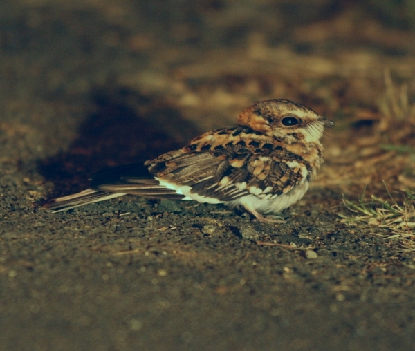 White-tailed NIghtjar