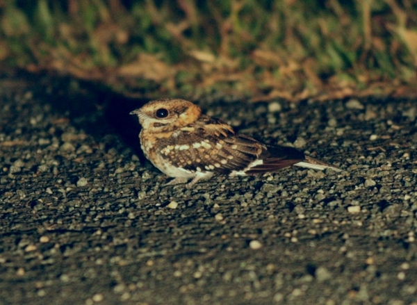 White-tailed NIghtjar