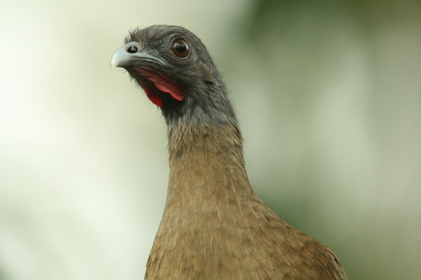 Rufous-vented Chachalaca